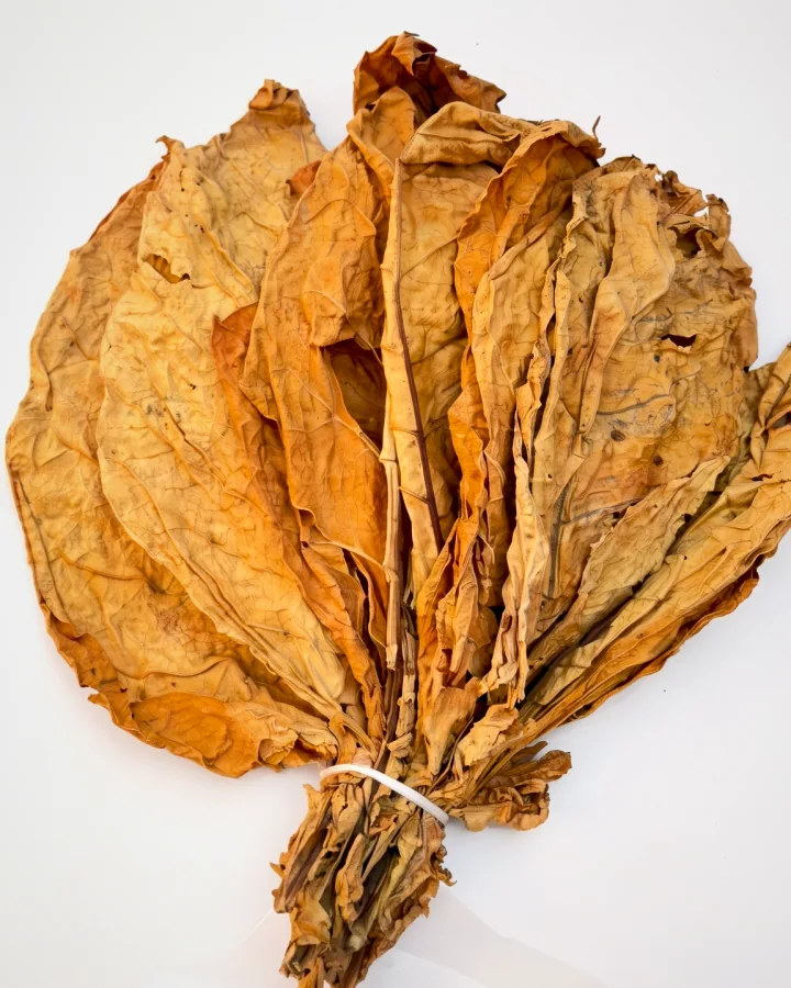 A bunch of flue-cured Virginia leaves tied at the base