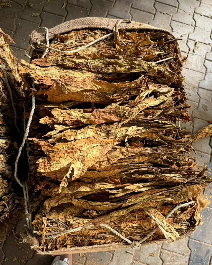 Cured leaf pressed into a jute-wrapped bale