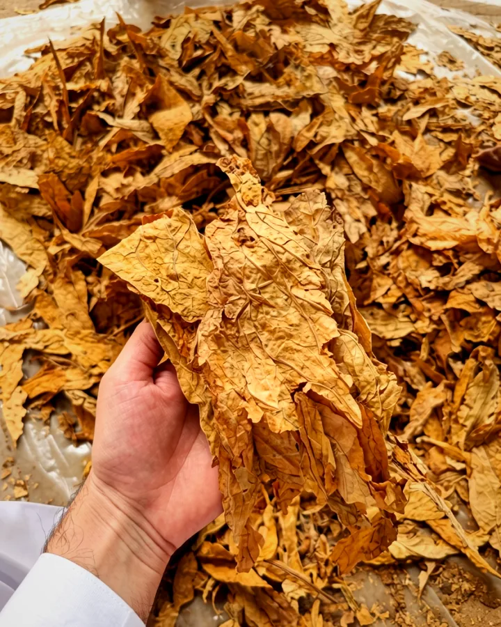 A single cured leaf held up against loose leaf