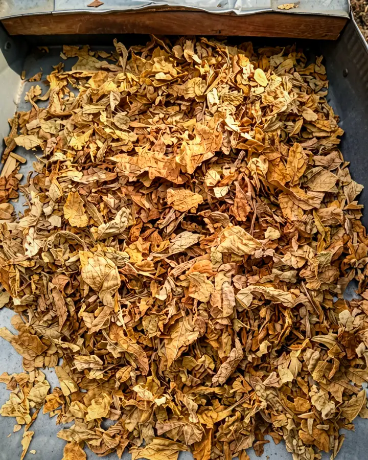 Cut leaf spread in a tray