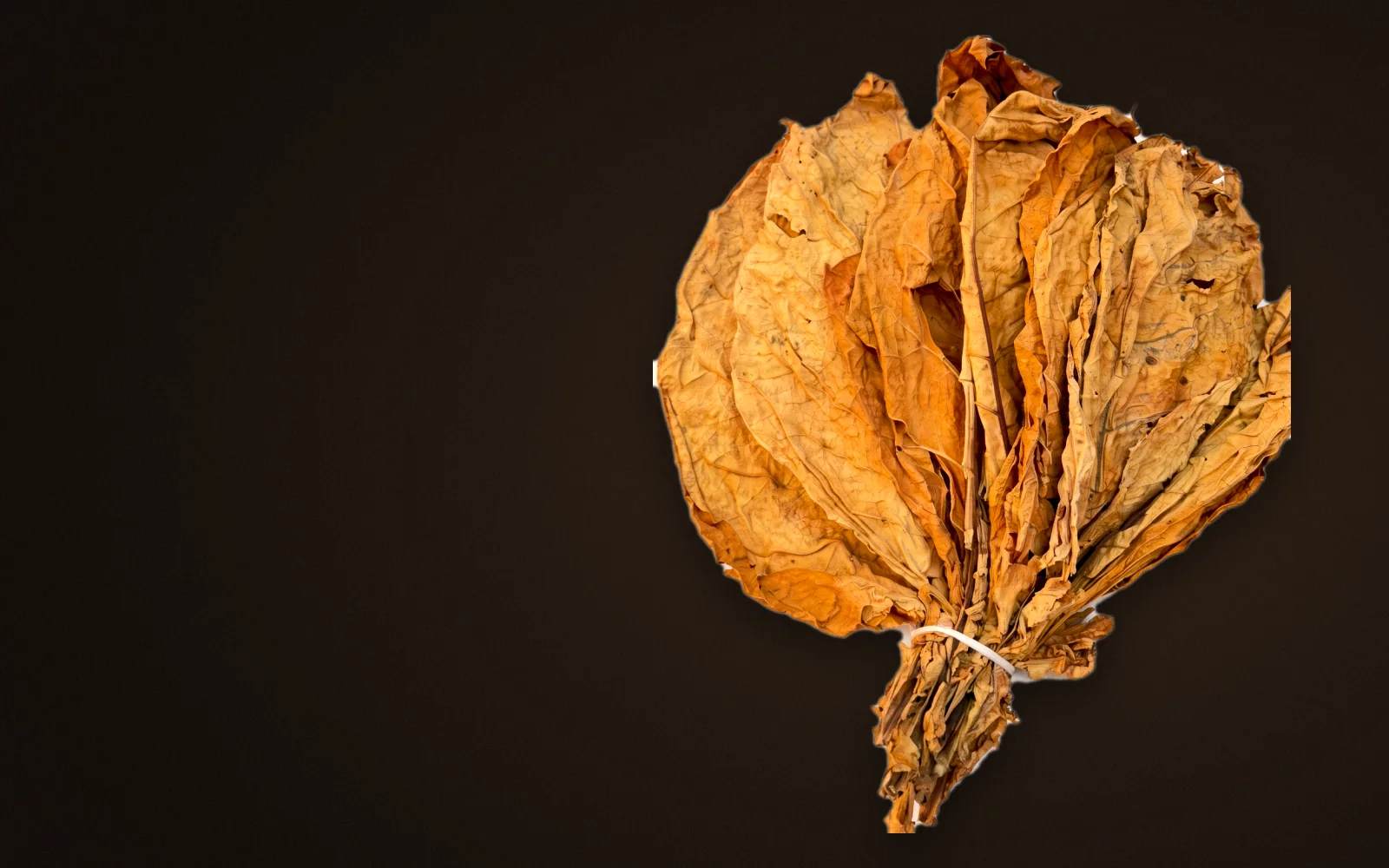 Bunch of golden flue-cured tobacco leaves